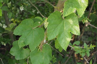 Vitis ficifolia, photographed by harum.koh