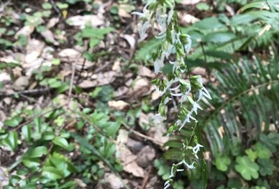 Anthoxanthum occidentale, photographed by Karen and Mike