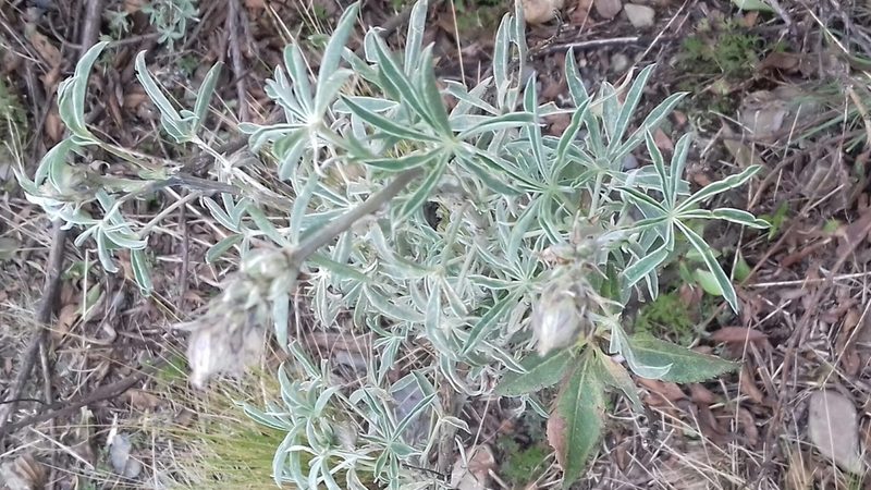 Lupinus altimontanus, photographed by Liliana Boada