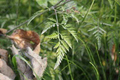 Torilis scabra, photographed by harum.koh