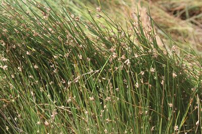 Cyperus laevigatus, photographed by Sonny Gamponia