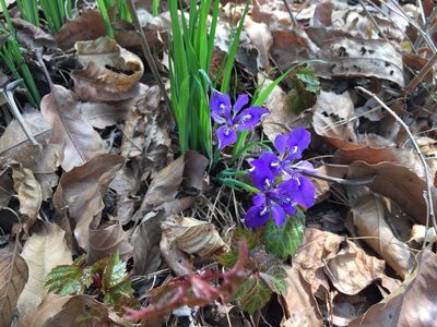 Iris rossii, photographed by Kim, Hyun-tae