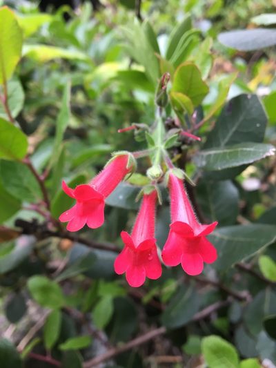 Gambelia speciosa, photographed by Vincent Weber