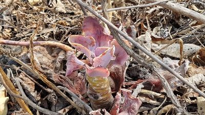 Echeveria gibbiflora, photographed by Martín Sánchez Vilchis