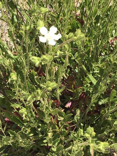 Potentilla truncata, photographed by jthorngren