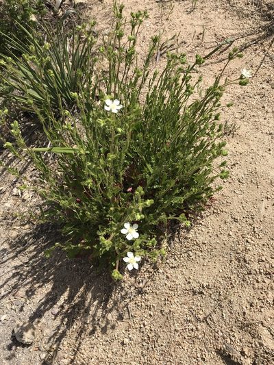 Potentilla truncata, photographed by jthorngren