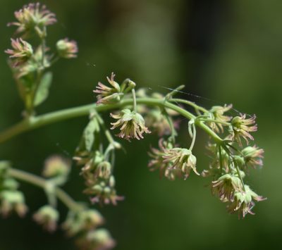 Thalictrum polycarpum, photographed by Gail A Baker