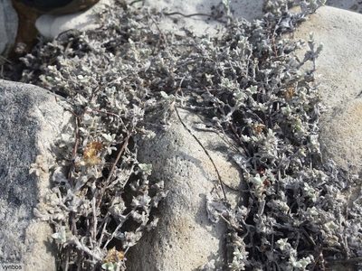 Helichrysum litorale, photographed by Chris Vynbos