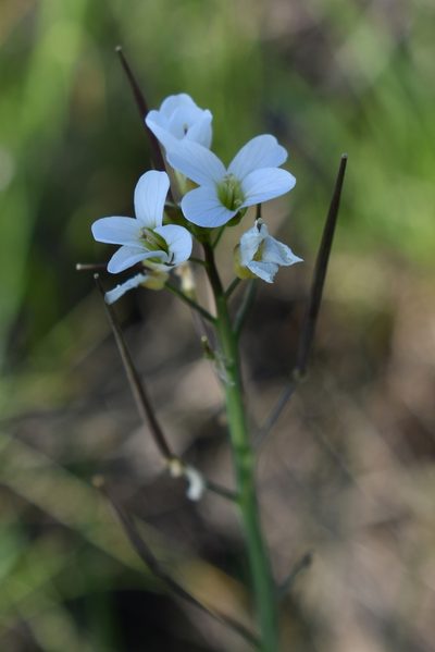 Cardamine penduliflora, photographed by Gail A Baker