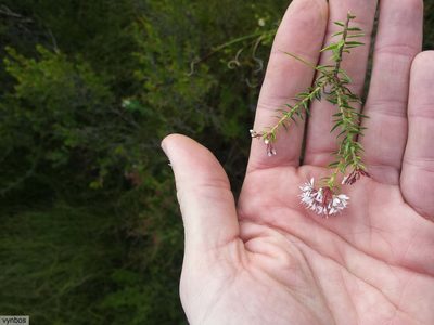Agathosma ciliaris, photographed by Chris Vynbos