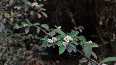 Cotoneaster pannosus, photographed by Martín Sánchez Vilchis