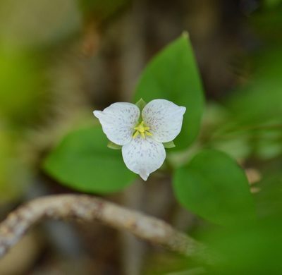 Pseudotrillium rivale, photographed by David Anderson