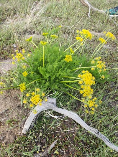 Lomatium grayi, photographed by Chelsea Welch