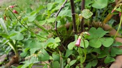 Oxalis tetraphylla, photographed by Martín Sánchez Vilchis