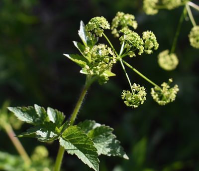 Osmorhiza occidentalis, photographed by Gail A Baker