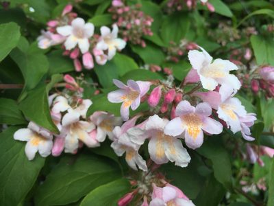 Linnaea amabilis, photographed by Jason Grant