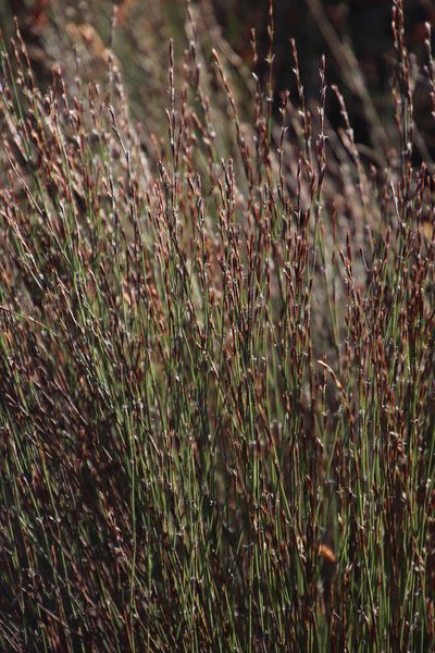 Restio impolitus, photographed by Tony Rebelo