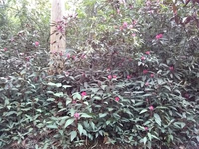 Justicia carnea, photographed by Oscar Marín