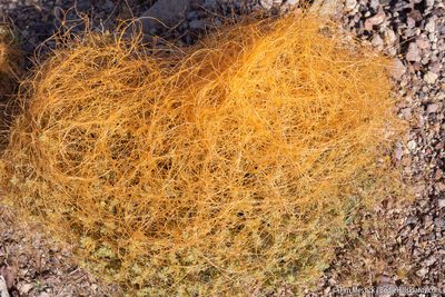 Cuscuta denticulata, photographed by Tim Messick