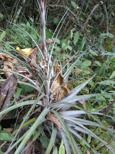 Tillandsia limbata, photographed by Oscar Marín