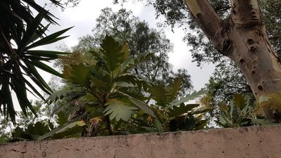 Bocconia arborea, photographed by Martín Sánchez Vilchis