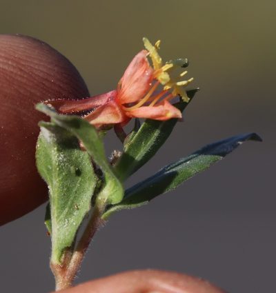 Oenothera indecora, photographed by Tony Rebelo