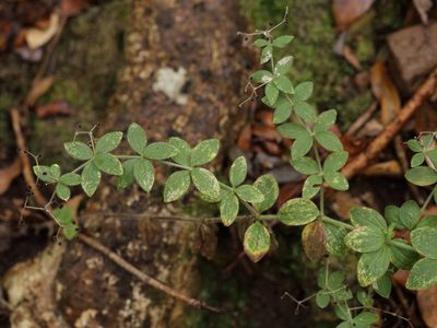 Galium scabrum, photographed by Dr. Guido Bohne