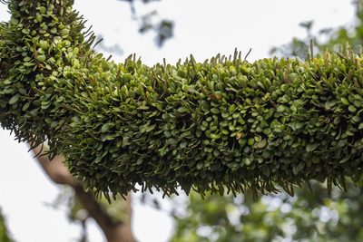 Pyrrosia adnascens, photographed by portioid