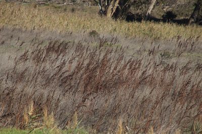 Rumex cordatus, photographed by Tony Rebelo
