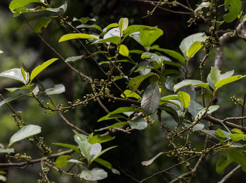 Litsea monopetala, photographed by portioid
