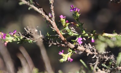 Muraltia macropetala, photographed by Tony Rebelo