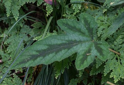 Rubus reflexus, photographed by portioid