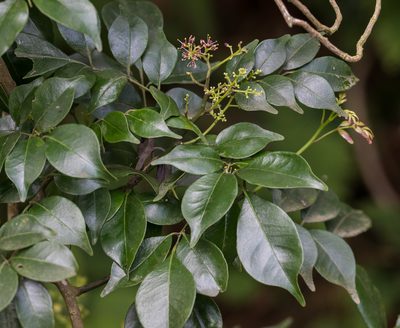Zanthoxylum scandens, photographed by portioid