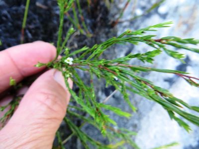 Coleonema juniperinum, photographed by linkie