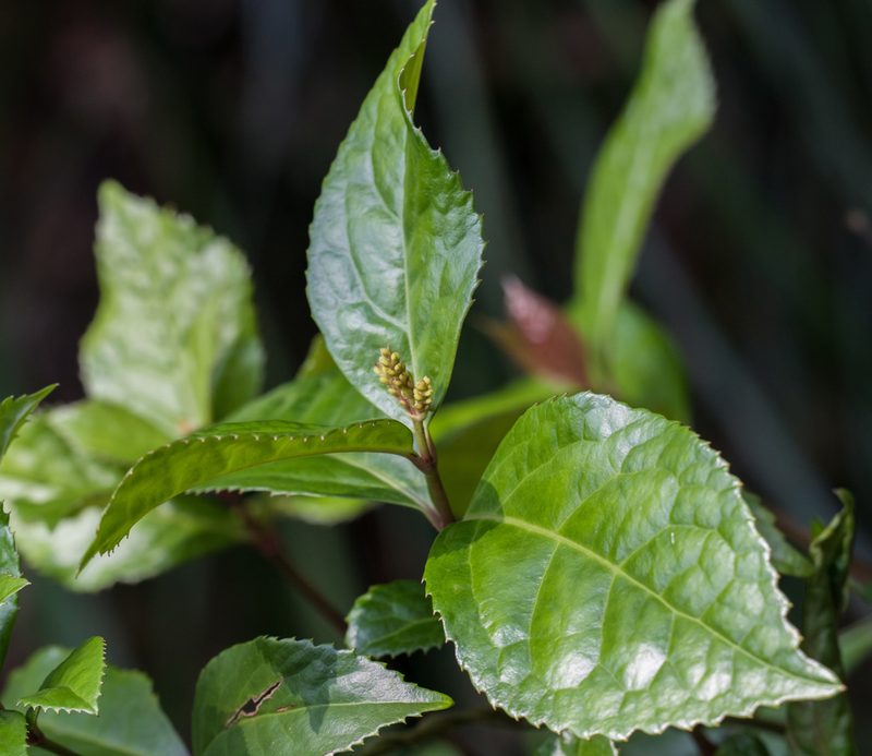 Chloranthus spicatus, photographed by portioid
