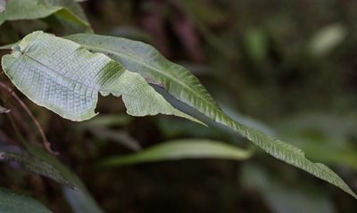 Grypothrix simplex, photographed by portioid