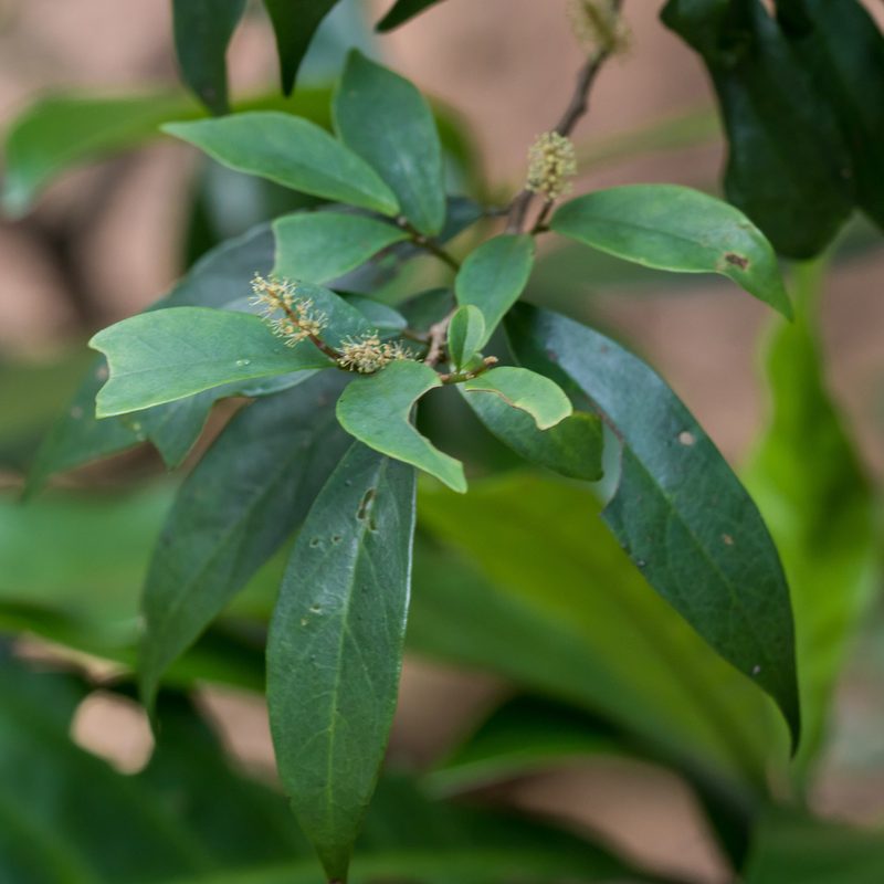 Antidesma japonicum, photographed by portioid