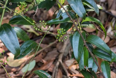 Smilax glabra, photographed by portioid