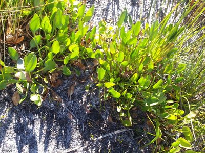 Villarsia capensis, photographed by Chris Vynbos