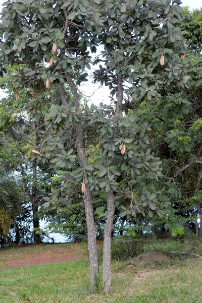 Kielmeyera coriacea, photographed by Douglas
