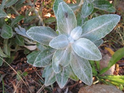Oresbia heterocarpa, photographed by linkie