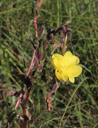 Oenothera indecora, photographed by Tony Rebelo