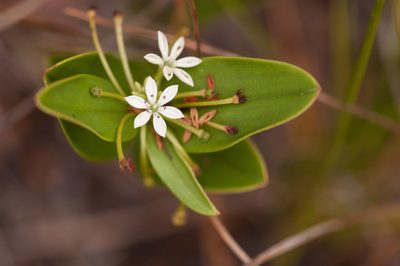 Schelhammera multiflora, photographed by Rolf Lawrenz