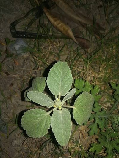 Croton leucophyllus, photographed by Francisco Martínez González