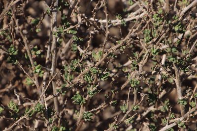 Tetragonia saligna, photographed by Tony Rebelo