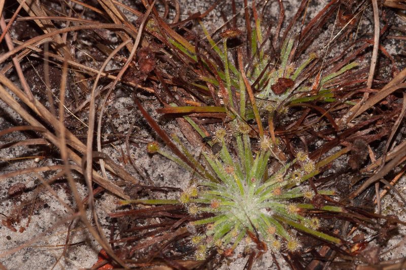 Drosera petiolaris, photographed by Rolf Lawrenz