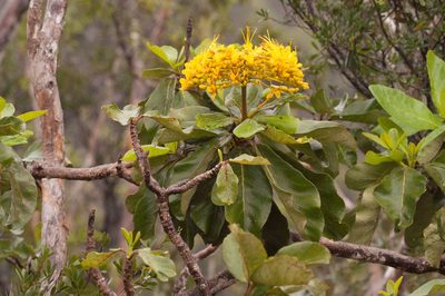 Deplanchea tetraphylla, photographed by Rolf Lawrenz
