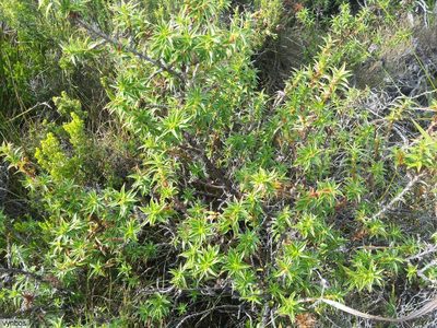 Cliffortia theodori-friesii, photographed by Chris Vynbos