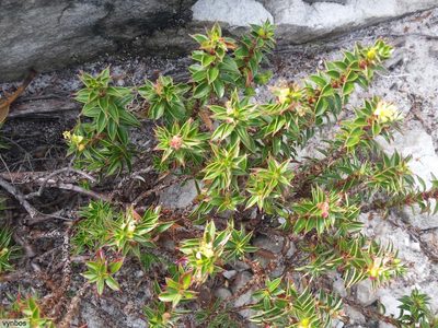 Cliffortia theodori-friesii, photographed by Chris Vynbos