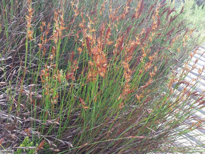 Platycaulos major, photographed by Chris Vynbos